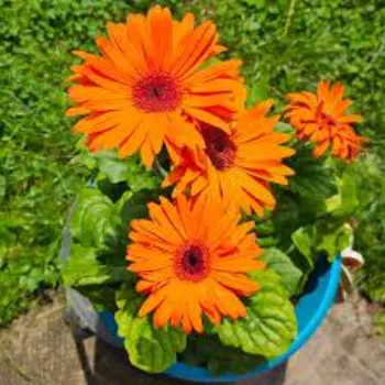 Modern Gerber Daisy Plant